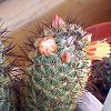 Vai alla scheda di Mammillaria microhelia