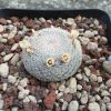 Vai alla scheda di Mammillaria microthele v. superfina