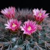 Vai alla scheda di Mammillaria miegiana