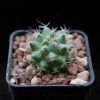 Vai alla scheda di Mammillaria miegiana forma