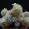 Vai alla scheda di Mammillaria mieheana