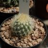 Vai alla scheda di Mammillaria mieheana v. globosa