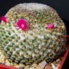 Vai alla scheda di Mammillaria minnichii