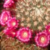 Vai alla scheda di Mammillaria mitlensis