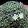 Vai alla scheda di Mammillaria moeller-valdeziana