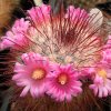 Vai alla scheda di Mammillaria moelleriana