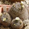 Vai alla scheda di Mammillaria monancistracantha