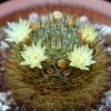 Vai alla scheda di Mammillaria monancistracantha v. chrysacantha