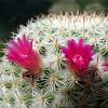 Vai alla scheda di Mammillaria monticola