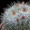 Vai alla scheda di Mammillaria morganiana