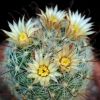 Vai alla scheda di Mammillaria morricalii