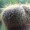 Vai alla scheda di Mammillaria muehlenpfordtii