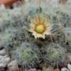 Vai alla scheda di Mammillaria multiceps