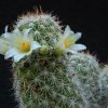 Vai alla scheda di Mammillaria multidigitata