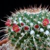 Vai alla scheda di Mammillaria multiseta