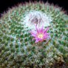 Vai alla scheda di Mammillaria mundtii