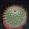 Vai alla scheda di Mammillaria mystax