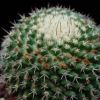 Vai alla scheda di Mammillaria nagliana