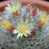 Vai alla scheda di Mammillaria nana