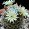 Vai alla scheda di Mammillaria nana ssp. duwei