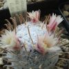 Vai alla scheda di Mammillaria nana ssp. duwei cv. rubrispina