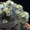 Vai alla scheda di Mammillaria nana ssp. duwei f. cristata