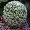 Vai alla scheda di Mammillaria napina