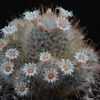 Vai alla scheda di Mammillaria nazasensis