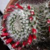 Vai alla scheda di Mammillaria nejapensis