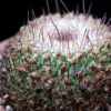 Vai alla scheda di Mammillaria neomystax