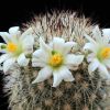 Vai alla scheda di Mammillaria neopalmeri