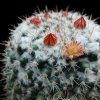 Vai alla scheda di Mammillaria neoschwarziana