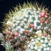 Vai alla scheda di Mammillaria nivosa