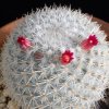 Vai alla scheda di Mammillaria noureddineana