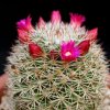 Vai alla scheda di Mammillaria nunezii