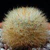 Vai alla scheda di Mammillaria nunezii ssp. bella