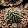 Vai alla scheda di Mammillaria oaxacensis