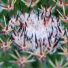 Vai alla scheda di Mammillaria obscura