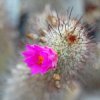 Vai alla scheda di Mammillaria occidentalis