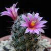 Vai alla scheda di Mammillaria occidentalis v. sinalensis