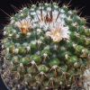 Vai alla scheda di Mammillaria ocotillensis