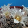 Vai alla scheda di Mammillaria odehnalii