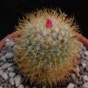 Vai alla scheda di Mammillaria odieriana