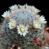 Vai alla scheda di Mammillaria ojulensis