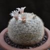 Vai alla scheda di Mammillaria ortiz-rubiona