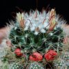 Vai alla scheda di Mammillaria oteroi