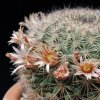 Vai alla scheda di Mammillaria pachycylindrica