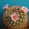 Vai alla scheda di Mammillaria pachyrhiza