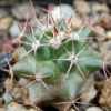 Vai alla scheda di Mammillaria pacifica