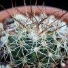 Vai alla scheda di Mammillaria papasquiarensis